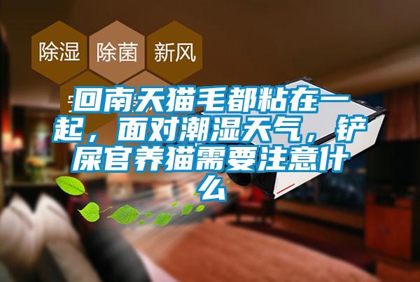 回南天貓毛都粘在一起，面對(duì)潮濕天氣，鏟屎官養(yǎng)貓需要注意什么