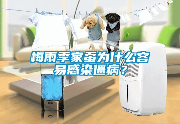 梅雨季家蠶為什么容易感染僵?。?/></p>
						    <p style=