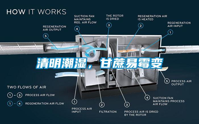 清明潮濕，甘蔗易霉變
