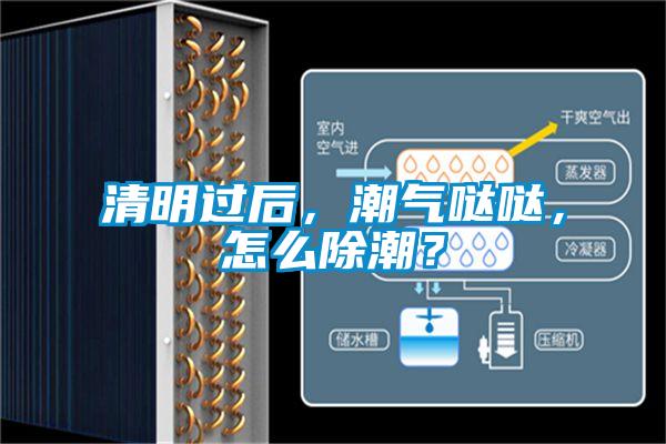 清明過后，潮氣噠噠，怎么除潮？