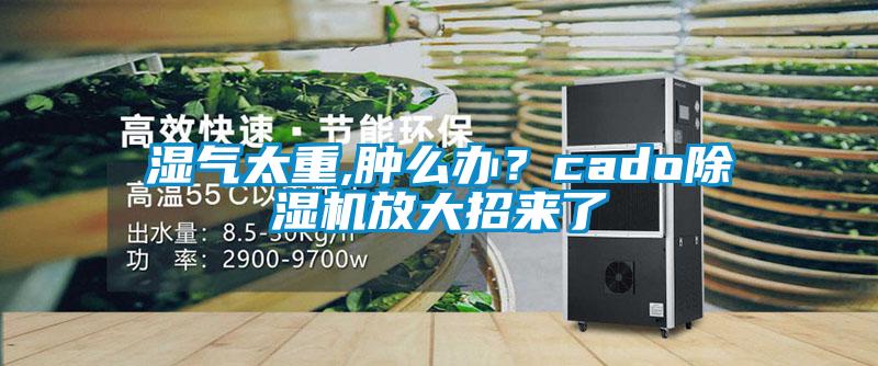 濕氣太重,腫么辦？cado除濕機放大招來了
