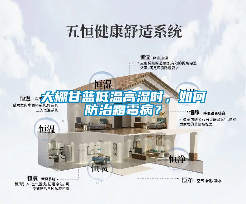 大棚甘藍低溫高濕時，如何防治霜霉??？